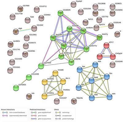 The Neuronal Overexpression of Gclc in Drosophila melanogaster Induces Life Extension With Longevity-Associated Transcriptomic Changes in the Thorax